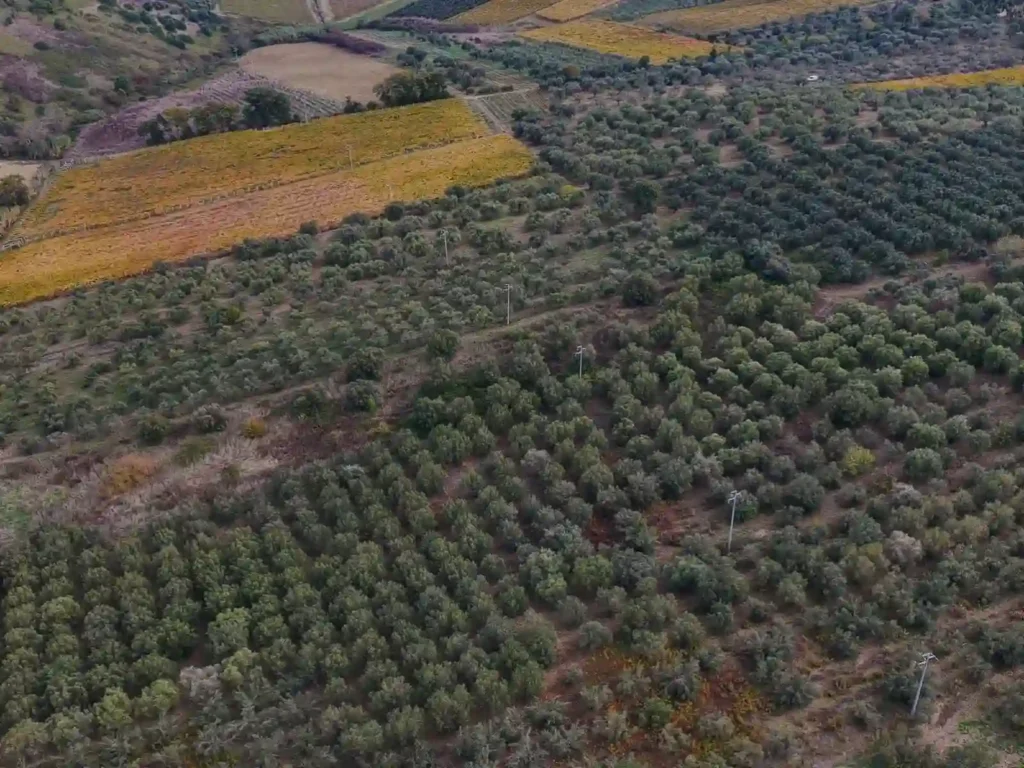 Paesaggio abruzzese nel territorio dell’Oleificio Cimini