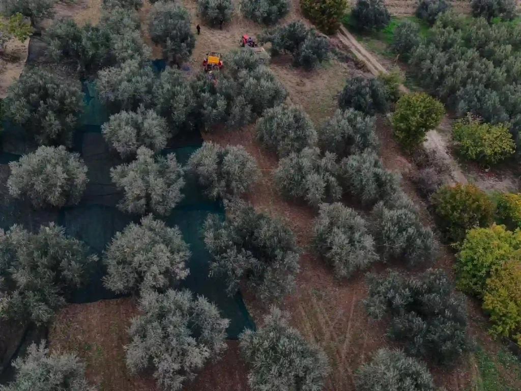 Tradizione olearia di Paglieta e Oleificio Cimini