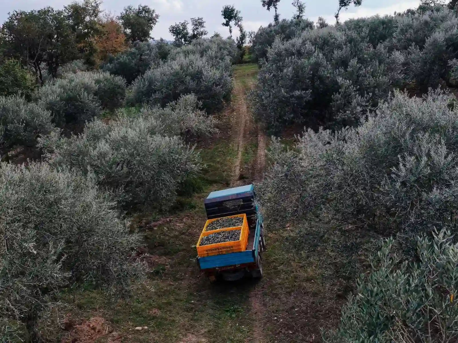 Territorio abruzzese e cultura dell’olio Oleificio Cimini