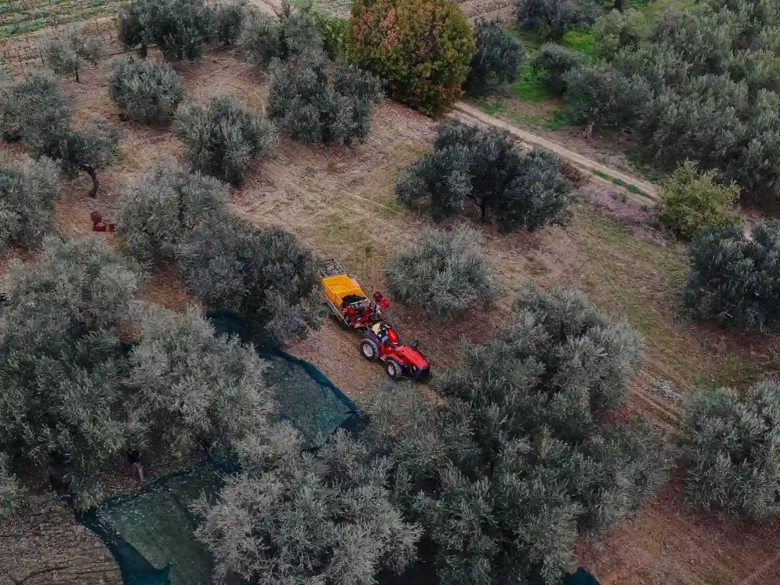 Oleificio Cimini a Paglieta in provincia di Chieti