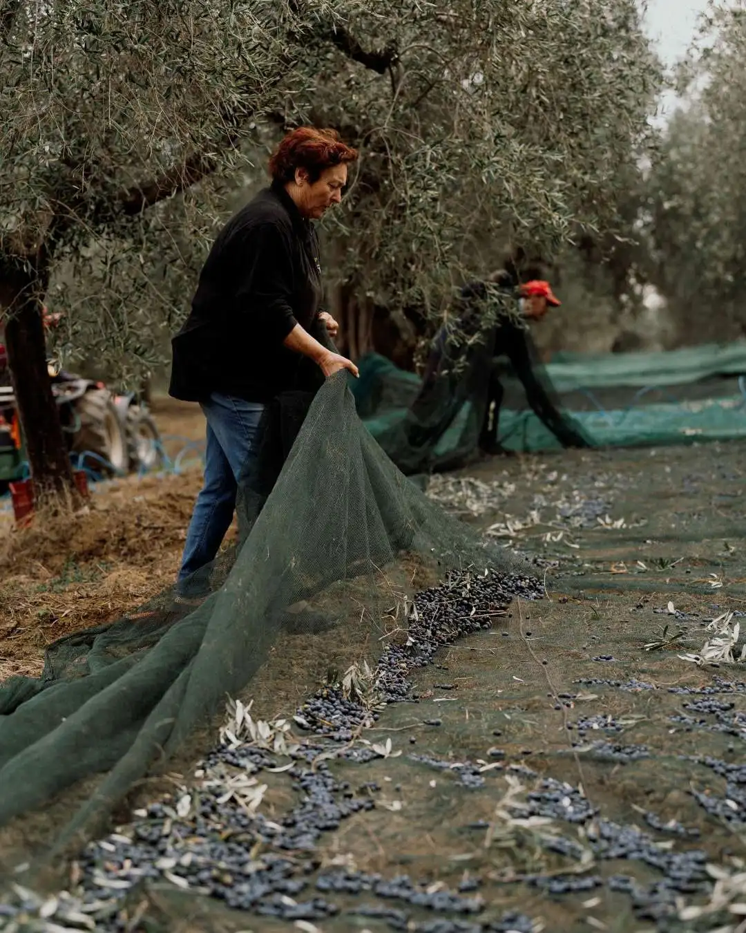 Produzione dell’olio presso Oleificio Cimini