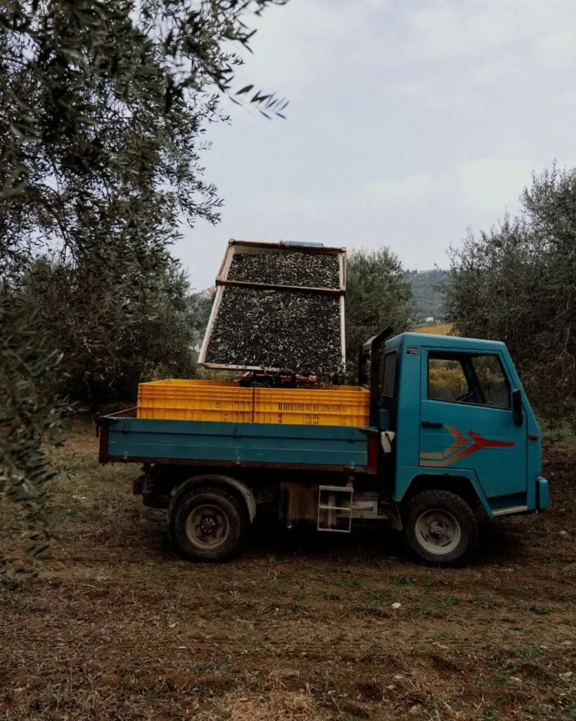 Produzione di olio a Paglieta nell’Oleificio Cimini
