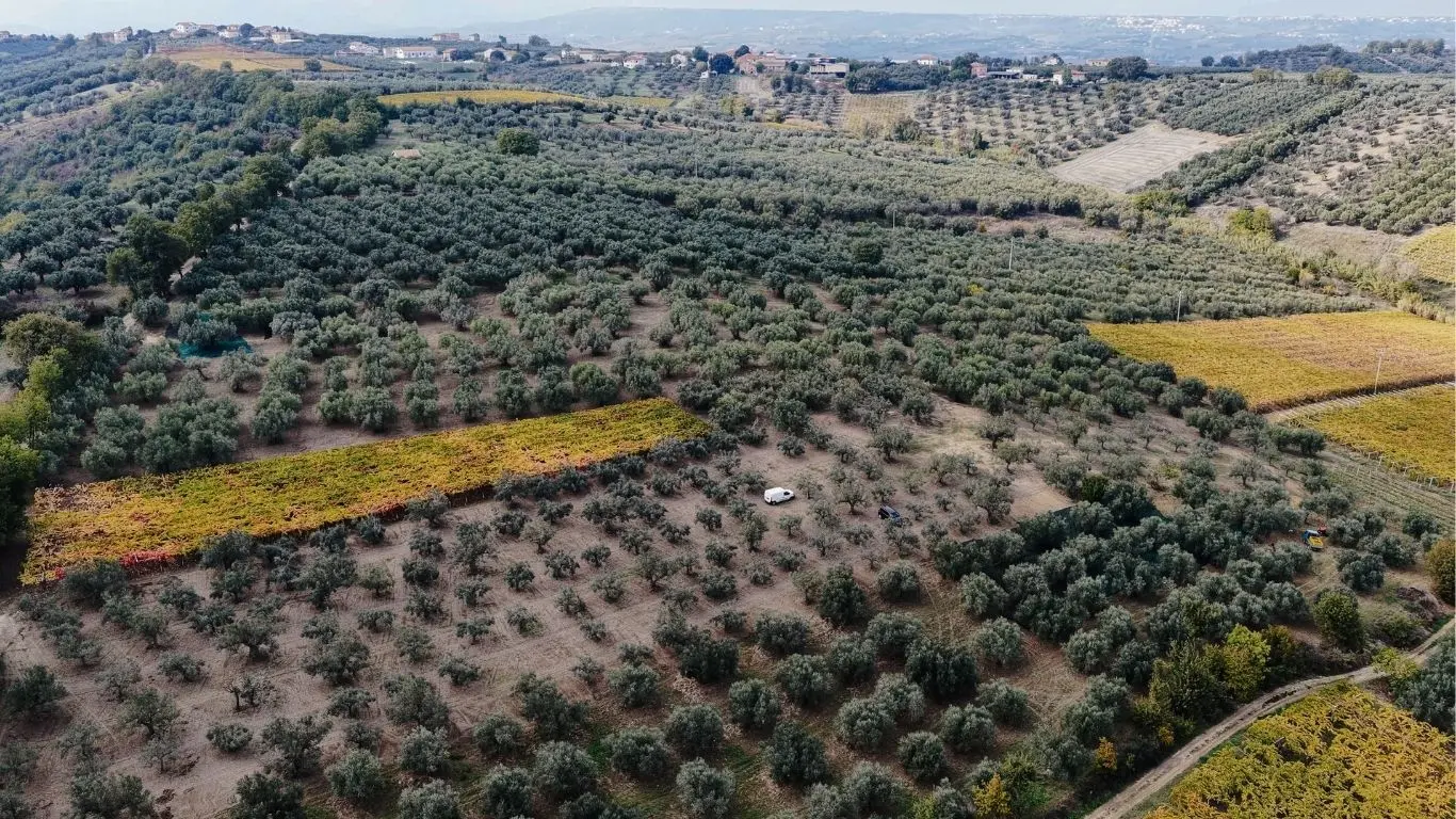 Oleificio Cimini, frantoio a Paglieta in Abruzzo