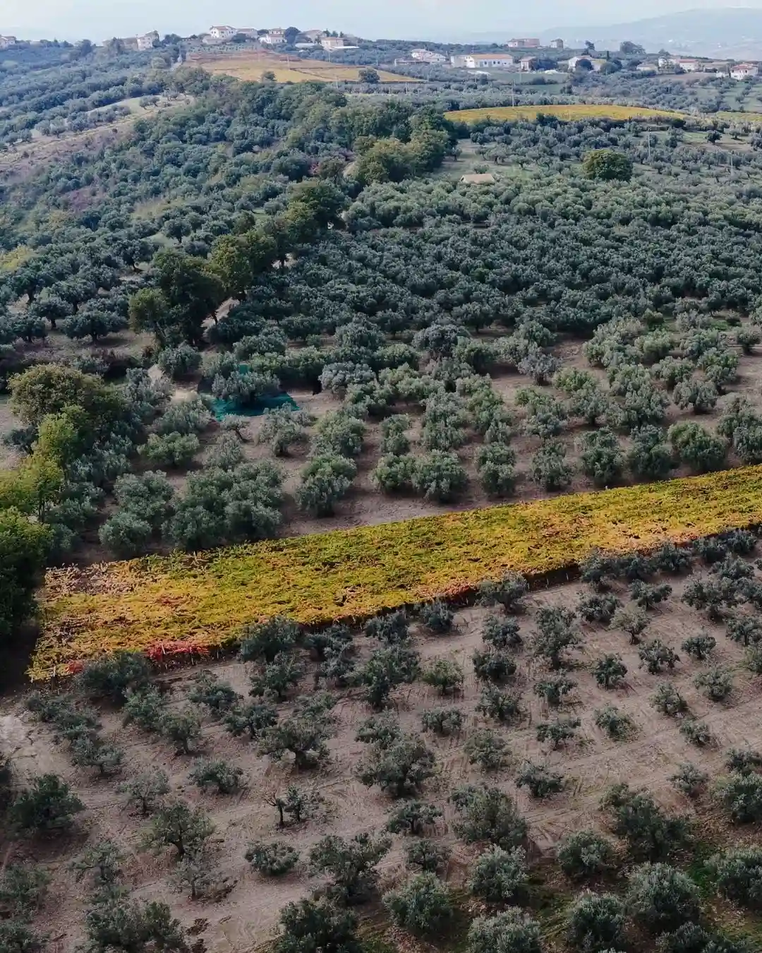 Oleificio Cimini, frantoio a Paglieta in Abruzzo